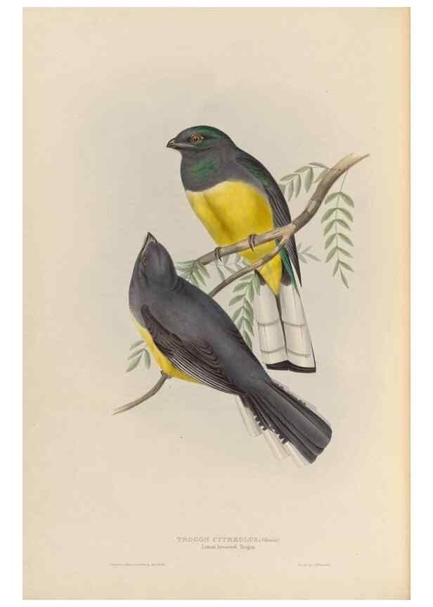 Reproducción/Reproduction 40570569001: A monograph of the Trogonidae, or family of trogons /. London :The Author,1835-1838. 