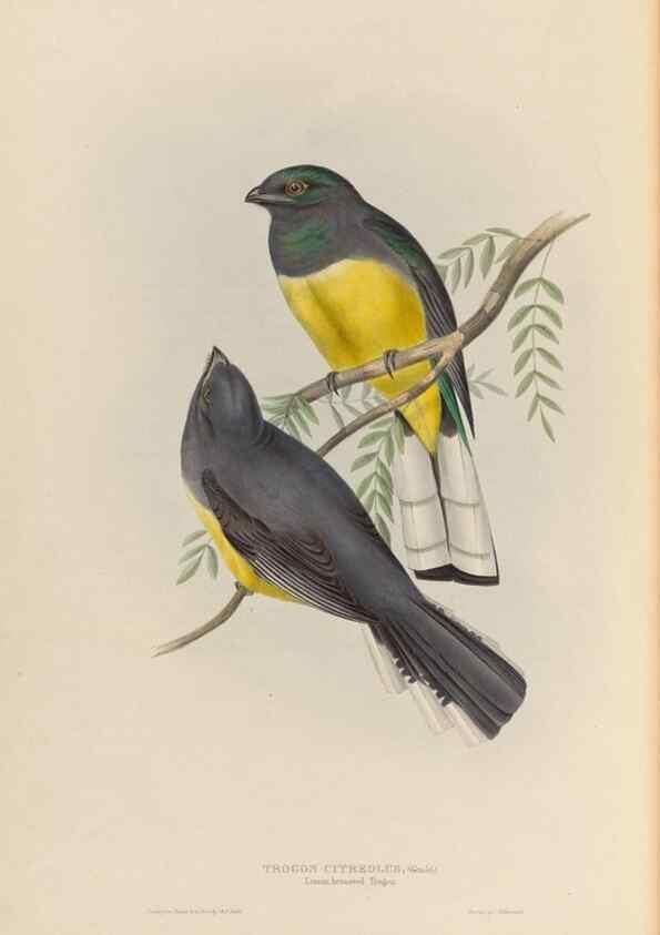 Reproducción/Reproduction 40570569001: A monograph of the Trogonidae, or family of trogons /. London :The Author,1835-1838. 