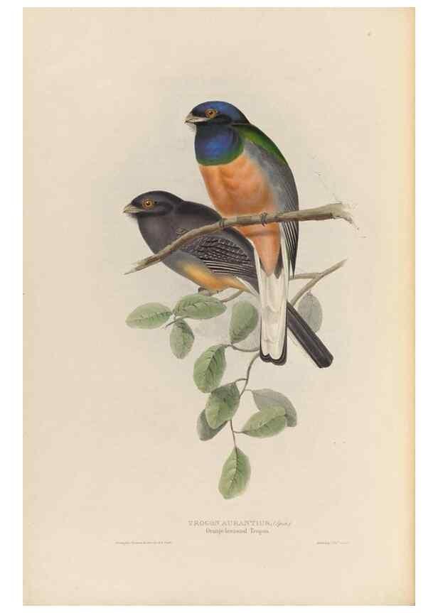 Reproducción/Reproduction 26698769398: A monograph of the Trogonidae, or family of trogons /. London :The Author,1835-1838. 