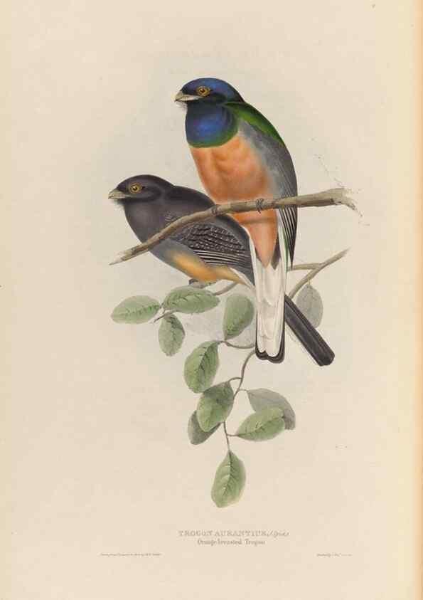 Reproducción/Reproduction 26698769398: A monograph of the Trogonidae, or family of trogons /. London :The Author,1835-1838. 