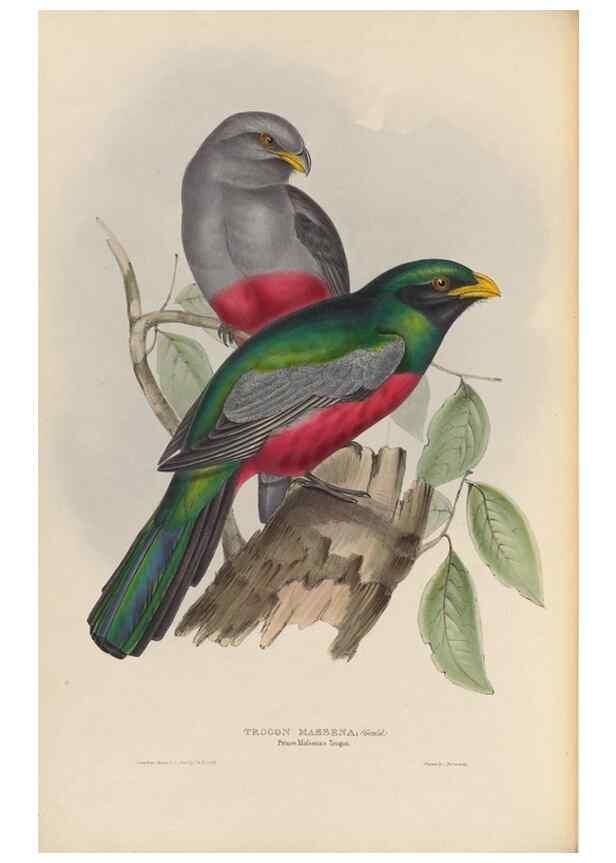 Reproducción/Reproduction 40527979902: A monograph of the Trogonidae, or family of trogons /. London :The Author,1835-1838. 