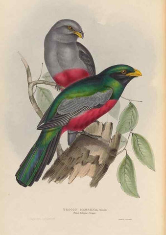 Reproducción/Reproduction 40527979902: A monograph of the Trogonidae, or family of trogons /. London :The Author,1835-1838. 