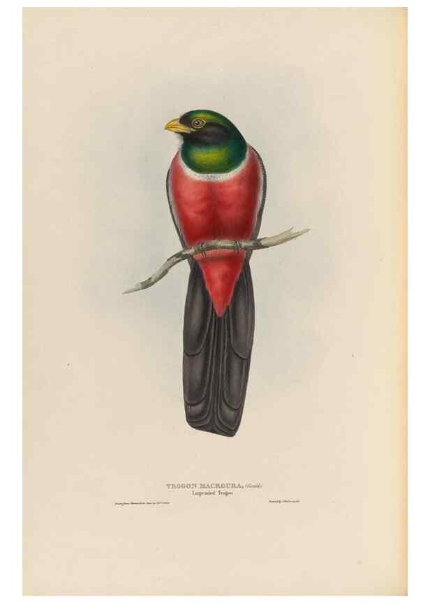 Reproducción/Reproduction 25699750847: A monograph of the Trogonidae, or family of trogons /. London :The Author,1835-1838. 
