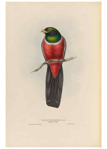 Reproducción/Reproduction 25699750847: A monograph of the Trogonidae, or family of trogons /. London :The Author,1835-1838. 