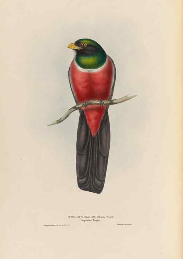 Reproducción/Reproduction 25699750847: A monograph of the Trogonidae, or family of trogons /. London :The Author,1835-1838. 