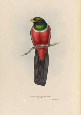 Reproducción/Reproduction 25699750847: A monograph of the Trogonidae, or family of trogons /. London :The Author,1835-1838. 