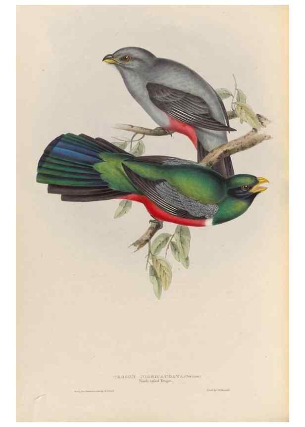 Reproducción/Reproduction 25699752837: A monograph of the Trogonidae, or family of trogons /. London :The Author,1835-1838. 