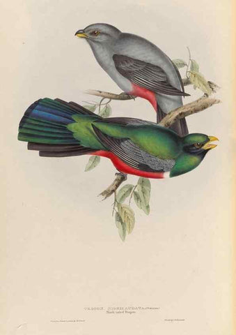 Reproducción/Reproduction 25699752837: A monograph of the Trogonidae, or family of trogons /. London :The Author,1835-1838. 