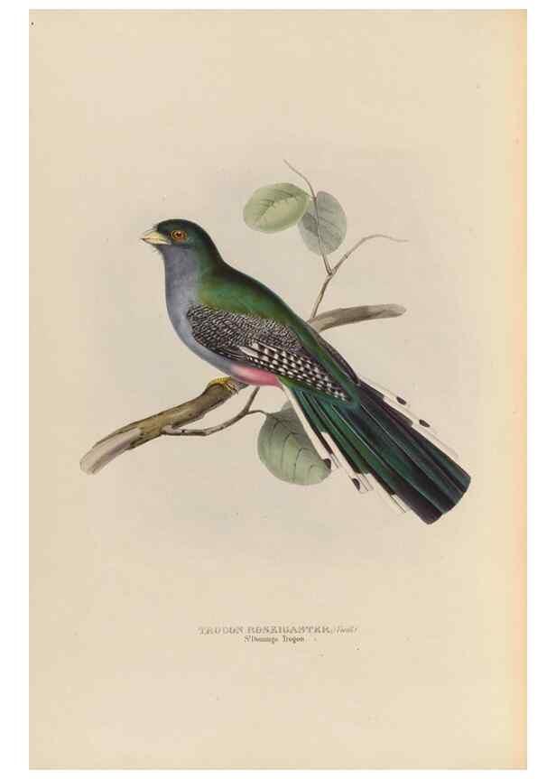 Reproducción/Reproduction 40527982062: A monograph of the Trogonidae, or family of trogons /. London :The Author,1835-1838. 