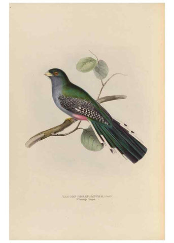 Reproducción/Reproduction 40527982062: A monograph of the Trogonidae, or family of trogons /. London :The Author,1835-1838. 
