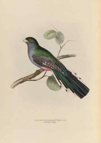 Reproducción/Reproduction 40527982062: A monograph of the Trogonidae, or family of trogons /. London :The Author,1835-1838. 