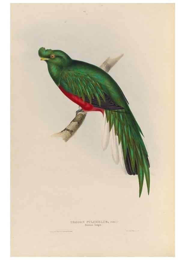 Reproducción/Reproduction 25699755487: A monograph of the Trogonidae, or family of trogons /. London :The Author,1835-1838. 
