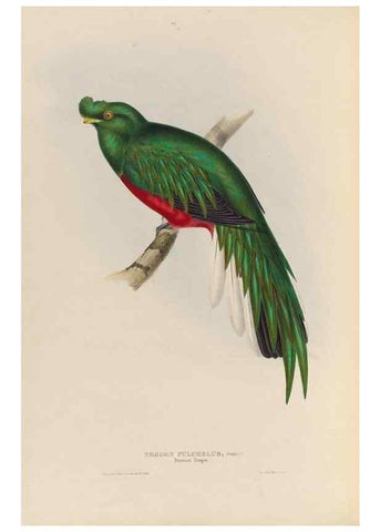 Reproducción/Reproduction 25699755487: A monograph of the Trogonidae, or family of trogons /. London :The Author,1835-1838. 