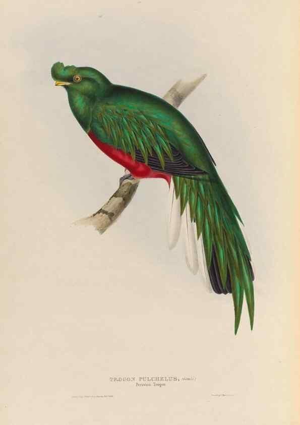 Reproducción/Reproduction 25699755487: A monograph of the Trogonidae, or family of trogons /. London :The Author,1835-1838. 
