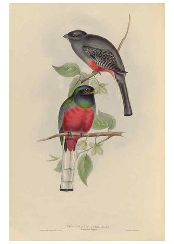 Reproducción/Reproduction 26698634308: A monograph of the Trogonidae, or family of trogons /. London :The Author,1835-1838. 