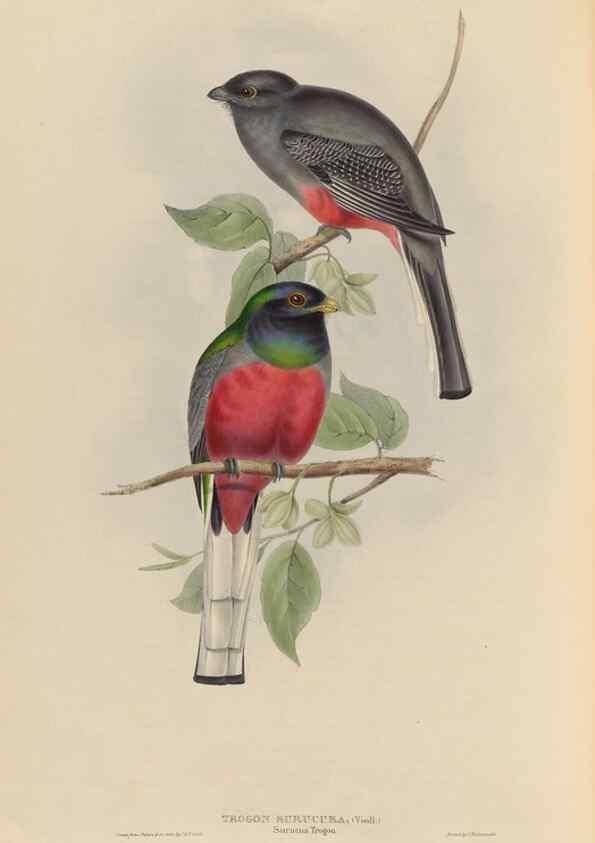 Reproducción/Reproduction 26698634308: A monograph of the Trogonidae, or family of trogons /. London :The Author,1835-1838. 
