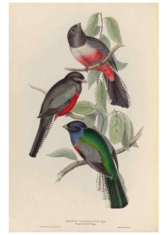 Reproducción/Reproduction 40570420761: A monograph of the Trogonidae, or family of trogons /. London :The Author,1835-1838. 