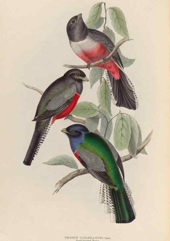 Reproducción/Reproduction 40570420761: A monograph of the Trogonidae, or family of trogons /. London :The Author,1835-1838. 