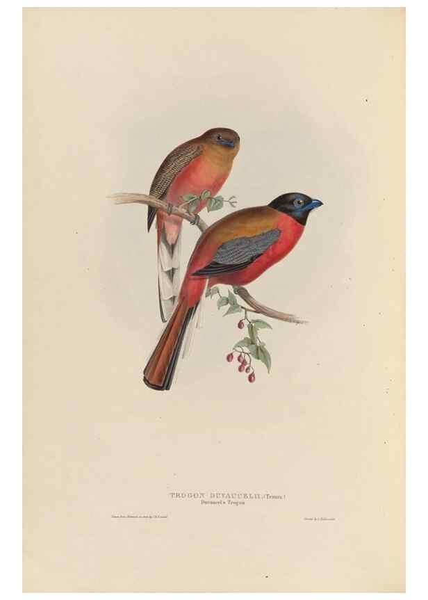 Reproducción/Reproduction 26698630658: A monograph of the Trogonidae, or family of trogons /. London :The Author,1835-1838. 