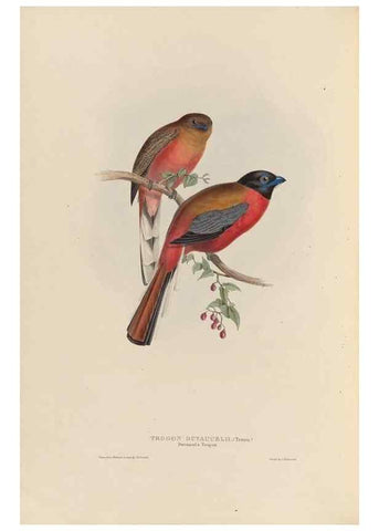 Reproducción/Reproduction 26698630658: A monograph of the Trogonidae, or family of trogons /. London :The Author,1835-1838. 