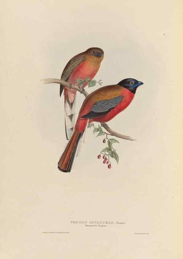 Reproducción/Reproduction 26698630658: A monograph of the Trogonidae, or family of trogons /. London :The Author,1835-1838. 