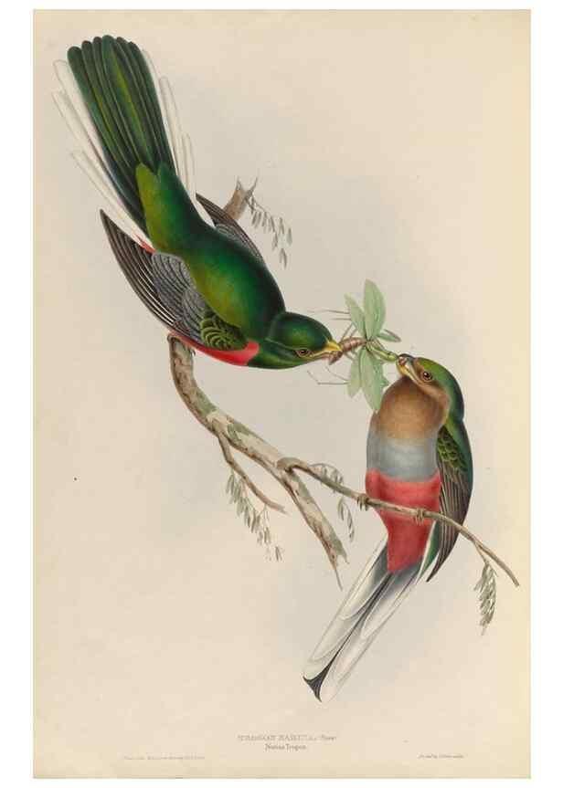 Reproducción/Reproduction 38760128210: A monograph of the Trogonidae, or family of trogons /. London :The Author,1835-1838. 
