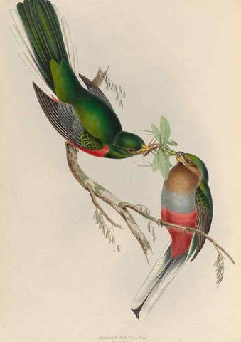 Reproducción/Reproduction 38760128210: A monograph of the Trogonidae, or family of trogons /. London :The Author,1835-1838. 