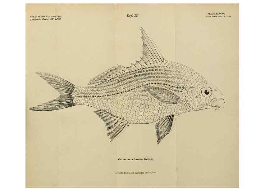Reproducción/Reproduction 40026913091: Verhandlungen der Kaiserlich-Königlichen Zoologisch-Botanischen Gesellschaft in Wien.. Wien,Kaiserlich-Königliche Zoologisch-Botanische Gesellschaft in Wien.1858-1917.. 