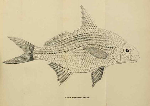 Reproducción/Reproduction 40026913091: Verhandlungen der Kaiserlich-Königlichen Zoologisch-Botanischen Gesellschaft in Wien.. Wien,Kaiserlich-Königliche Zoologisch-Botanische Gesellschaft in Wien.1858-1917.. 