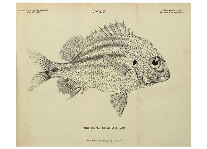 Reproducción/Reproduction 40026914591: Verhandlungen der Kaiserlich-Königlichen Zoologisch-Botanischen Gesellschaft in Wien.. Wien,Kaiserlich-Königliche Zoologisch-Botanische Gesellschaft in Wien.1858-1917.. 