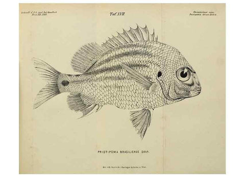 Reproducción/Reproduction 40026914591: Verhandlungen der Kaiserlich-Königlichen Zoologisch-Botanischen Gesellschaft in Wien.. Wien,Kaiserlich-Königliche Zoologisch-Botanische Gesellschaft in Wien.1858-1917.. 