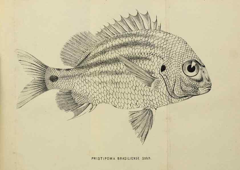 Reproducción/Reproduction 40026914591: Verhandlungen der Kaiserlich-Königlichen Zoologisch-Botanischen Gesellschaft in Wien.. Wien,Kaiserlich-Königliche Zoologisch-Botanische Gesellschaft in Wien.1858-1917.. 