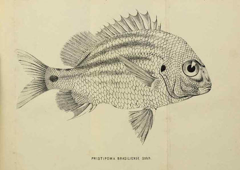 Reproducción/Reproduction 40026914591: Verhandlungen der Kaiserlich-Königlichen Zoologisch-Botanischen Gesellschaft in Wien.. Wien,Kaiserlich-Königliche Zoologisch-Botanische Gesellschaft in Wien.1858-1917.. 