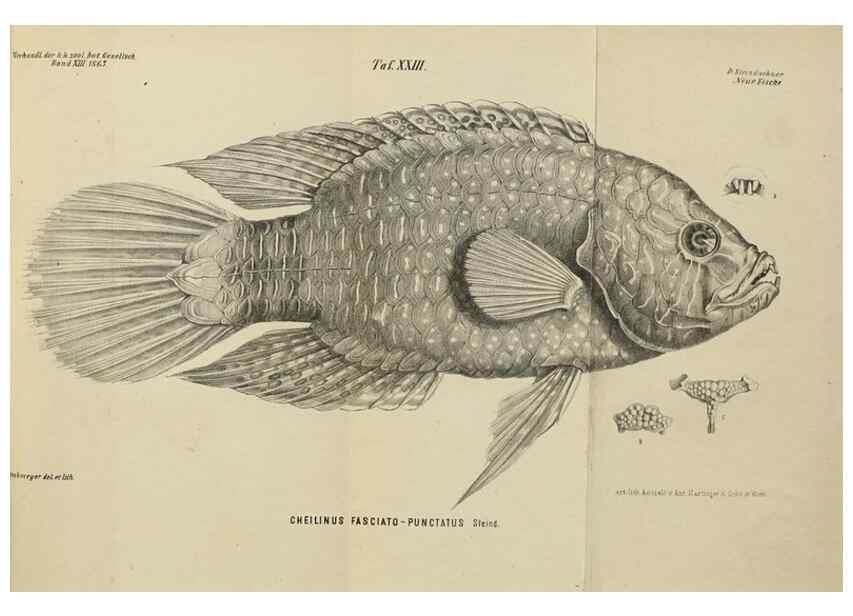 Reproducción/Reproduction 39128963365: Verhandlungen der Kaiserlich-Königlichen Zoologisch-Botanischen Gesellschaft in Wien.. Wien,Kaiserlich-Königliche Zoologisch-Botanische Gesellschaft in Wien.1858-1917.. 
