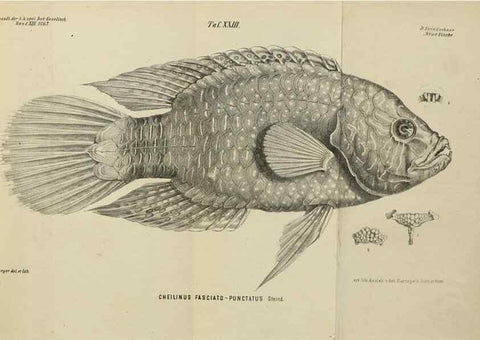 Reproducción/Reproduction 39128963365: Verhandlungen der Kaiserlich-Königlichen Zoologisch-Botanischen Gesellschaft in Wien.. Wien,Kaiserlich-Königliche Zoologisch-Botanische Gesellschaft in Wien.1858-1917.. 