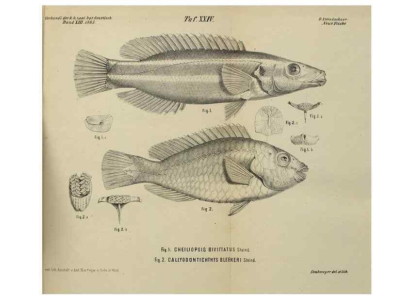 Reproducción/Reproduction 26154506248: Verhandlungen der Kaiserlich-Königlichen Zoologisch-Botanischen Gesellschaft in Wien.. Wien,Kaiserlich-Königliche Zoologisch-Botanische Gesellschaft in Wien.1858-1917.. 
