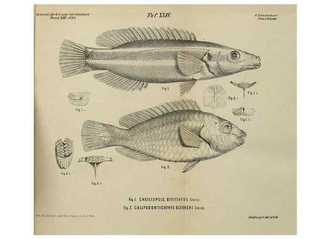 Reproducción/Reproduction 26154506248: Verhandlungen der Kaiserlich-Königlichen Zoologisch-Botanischen Gesellschaft in Wien.. Wien,Kaiserlich-Königliche Zoologisch-Botanische Gesellschaft in Wien.1858-1917.. 