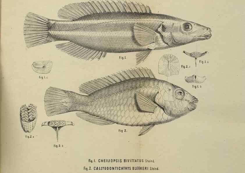 Reproducción/Reproduction 26154506248: Verhandlungen der Kaiserlich-Königlichen Zoologisch-Botanischen Gesellschaft in Wien.. Wien,Kaiserlich-Königliche Zoologisch-Botanische Gesellschaft in Wien.1858-1917.. 