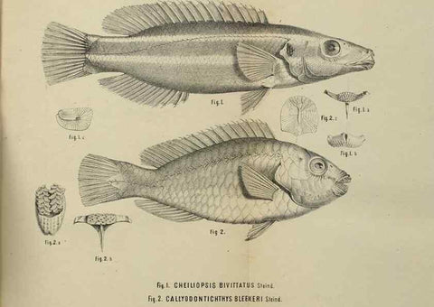 Reproducción/Reproduction 26154506248: Verhandlungen der Kaiserlich-Königlichen Zoologisch-Botanischen Gesellschaft in Wien.. Wien,Kaiserlich-Königliche Zoologisch-Botanische Gesellschaft in Wien.1858-1917.. 