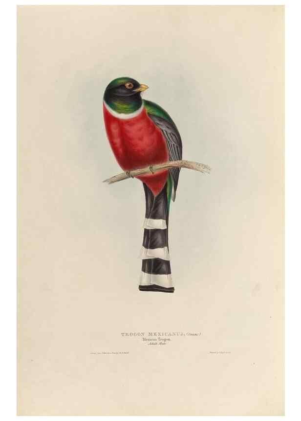 Reproducción/Reproduction 38759750310: A monograph of the Trogonidae, or family of trogons /. London :The Author,1835-1838. 