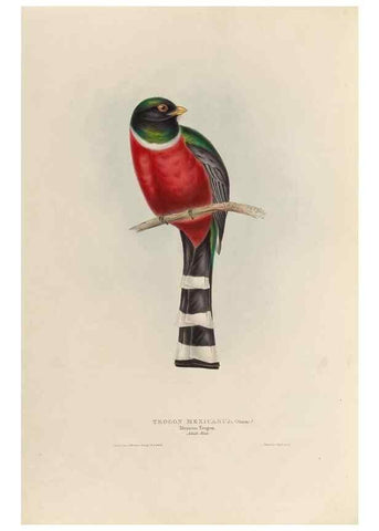Reproducción/Reproduction 38759750310: A monograph of the Trogonidae, or family of trogons /. London :The Author,1835-1838. 