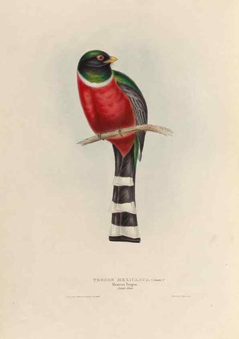 Reproducción/Reproduction 38759750310: A monograph of the Trogonidae, or family of trogons /. London :The Author,1835-1838. 