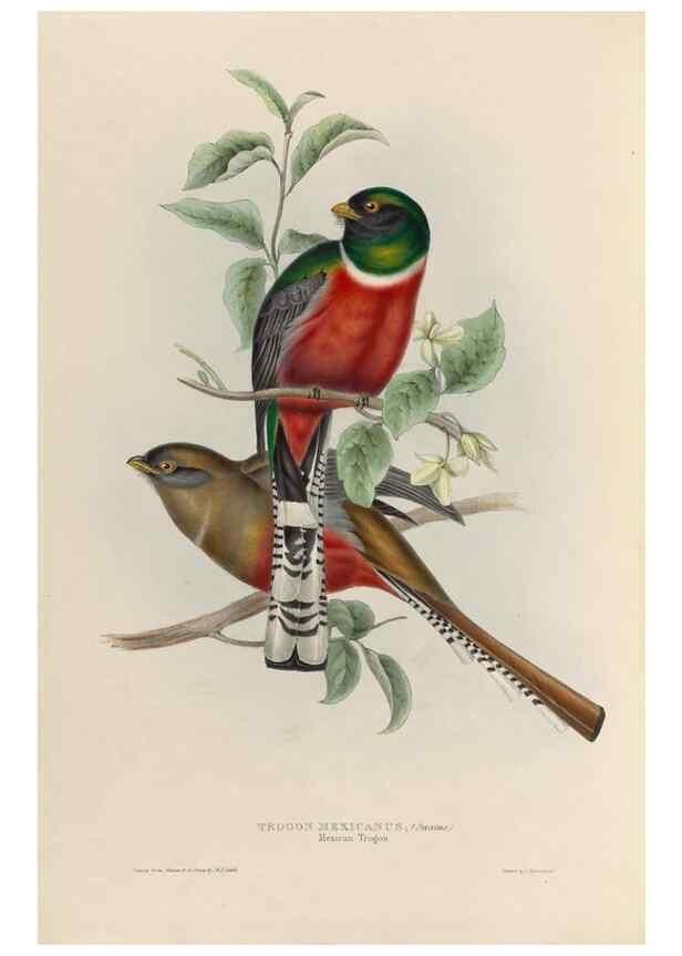 Reproducción/Reproduction 38759751400: A monograph of the Trogonidae, or family of trogons /. London :The Author,1835-1838. 