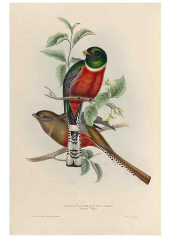Reproducción/Reproduction 38759751400: A monograph of the Trogonidae, or family of trogons /. London :The Author,1835-1838. 