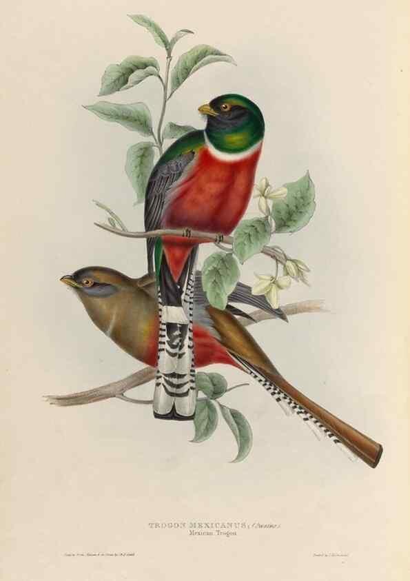 Reproducción/Reproduction 38759751400: A monograph of the Trogonidae, or family of trogons /. London :The Author,1835-1838. 