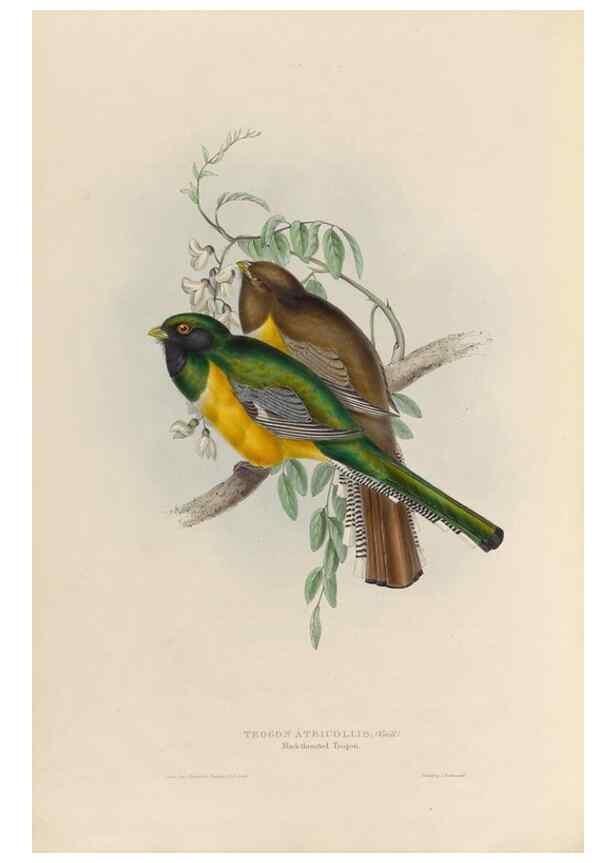 Reproducción/Reproduction 39675268995: A monograph of the Trogonidae, or family of trogons /. London :The Author,1835-1838. 