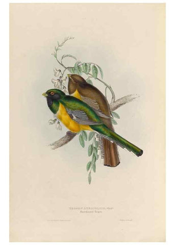 Reproducción/Reproduction 39675268995: A monograph of the Trogonidae, or family of trogons /. London :The Author,1835-1838. 
