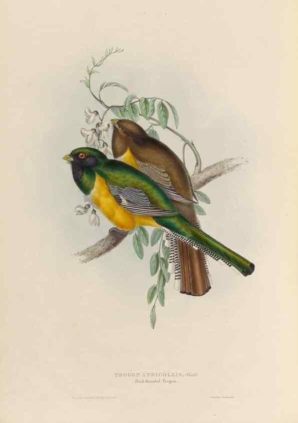 Reproducción/Reproduction 39675268995: A monograph of the Trogonidae, or family of trogons /. London :The Author,1835-1838. 