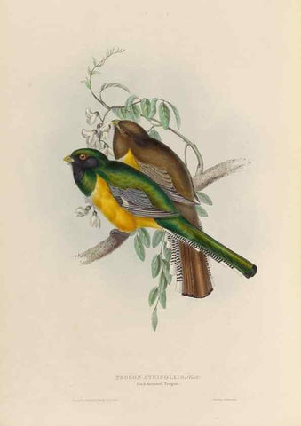 Reproducción/Reproduction 39675268995: A monograph of the Trogonidae, or family of trogons /. London :The Author,1835-1838. 
