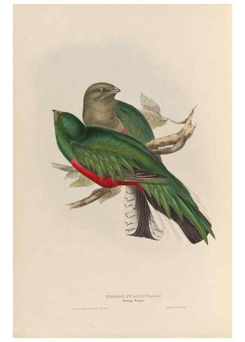Reproducción/Reproduction 40570576671: A monograph of the Trogonidae, or family of trogons /. London :The Author,1835-1838. 